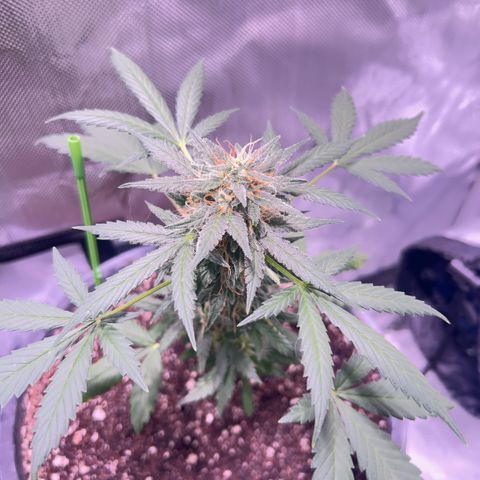 Panini (Sweet Mandarin Blossom) growlog photo: She was looking good this morning !!! SHE FELL OVER. So I had to prop her up this is q korning photo 