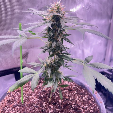 Panini (Sweet Mandarin Blossom) growlog photo: She was looking good this morning !!! SHE FELL OVER. So I had to prop her up this is q korning photo 