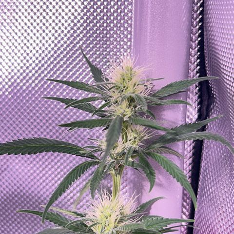 Foto del growlog de Squidwina (Chick Magnet): PM photos 6pm