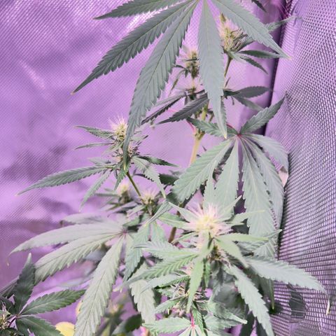 Foto del growlog de Squidwina (Chick Magnet): PM photos 6pm