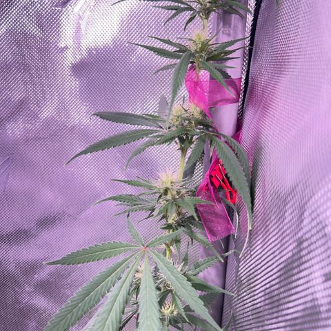 Foto del growlog de Squidwina (Chick Magnet): PM photos 6pm