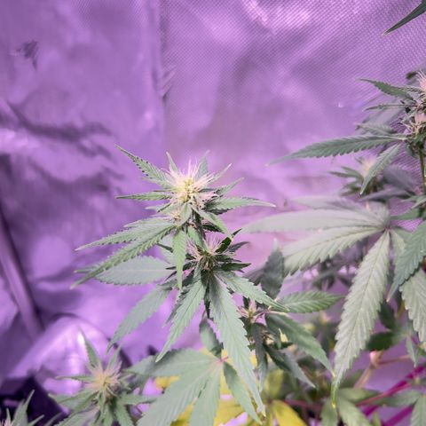 Foto del growlog de Squidwina (Chick Magnet): PM photos 6pm