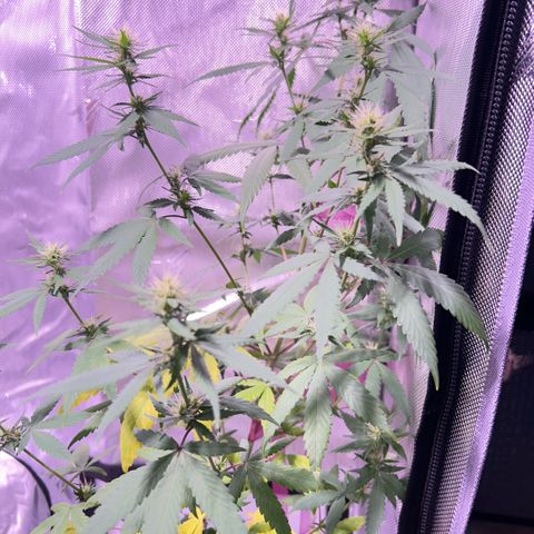 Foto del growlog de Squidwina (Chick Magnet): PM photos 6pm
