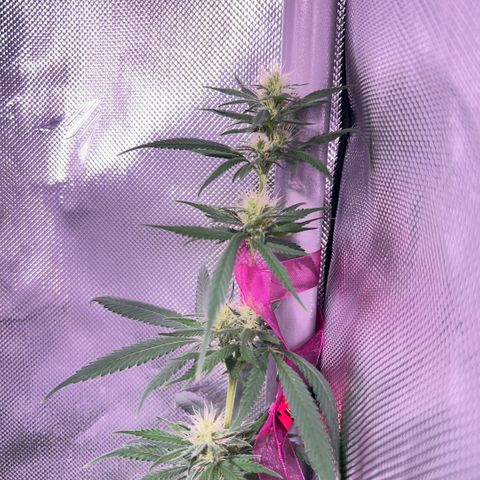Foto del growlog de Squidwina (Chick Magnet): PM photos 6pm