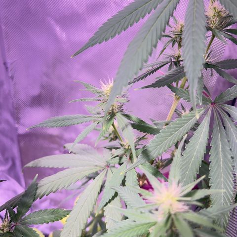 Foto del growlog de Squidwina (Chick Magnet): PM photos 6pm
