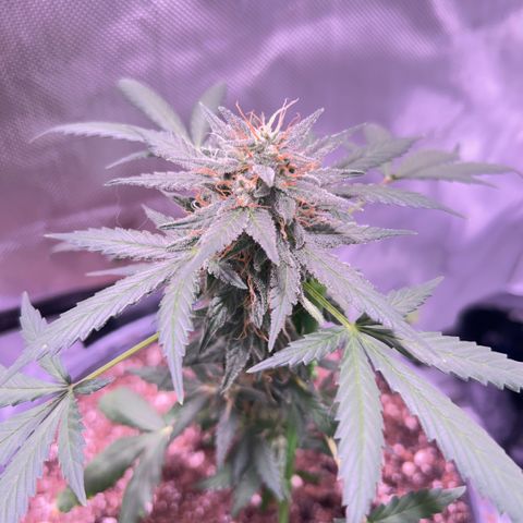 Panini (Sweet Mandarin Blossom) growlog photo: Pics after she fell! I propped her up really good. 