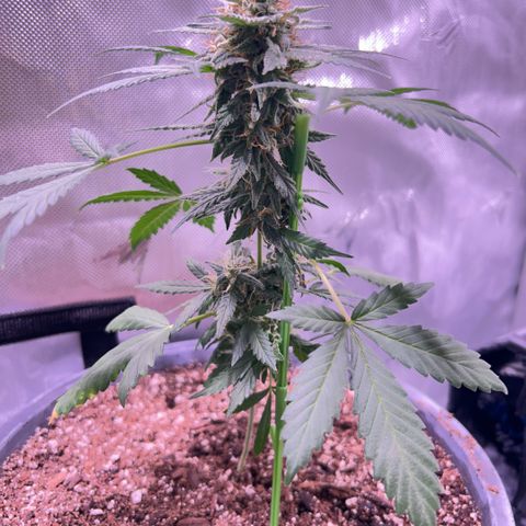 Panini (Sweet Mandarin Blossom) growlog photo: Pics after she fell! I propped her up really good. 