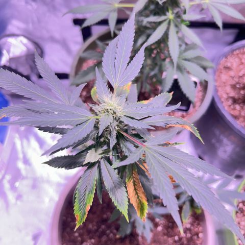 Bubby  growlog photo: Pm photos 6pm 