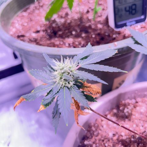 Bubby  growlog photo: Pm photos 6pm 