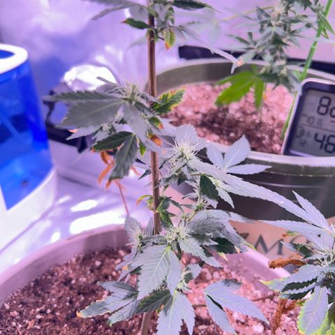 Bubby  growlog photo: Pm photos 6pm 