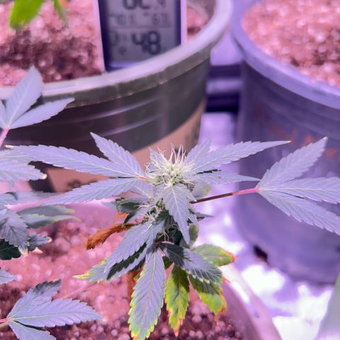 Bubby  growlog photo: Pm photos 6pm 