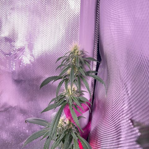 Foto del growlog de Squidwina (Chick Magnet): Plant after giving nitrogen. So far its looking better tho I will monitor over the next week. 