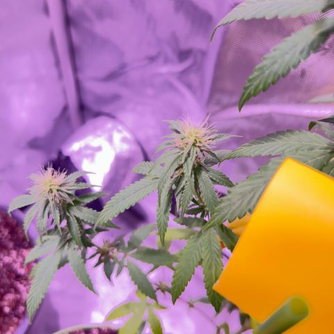 Foto del growlog de Squidwina (Chick Magnet): Plant after giving nitrogen. So far its looking better tho I will monitor over the next week. 
