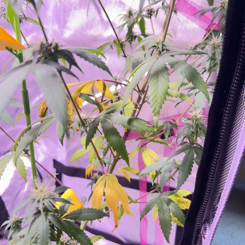 Foto del growlog de Squidwina (Chick Magnet): Plant after giving nitrogen. So far its looking better tho I will monitor over the next week. 