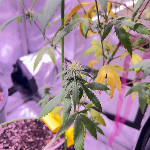 Foto del growlog de Squidwina (Chick Magnet): Plant after giving nitrogen. So far its looking better tho I will monitor over the next week. 