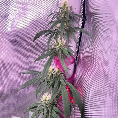 Foto del growlog de Squidwina (Chick Magnet): Plant after giving nitrogen. So far its looking better tho I will monitor over the next week. 