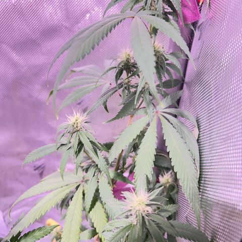 Foto del growlog de Squidwina (Chick Magnet): Plant after giving nitrogen. So far its looking better tho I will monitor over the next week. 