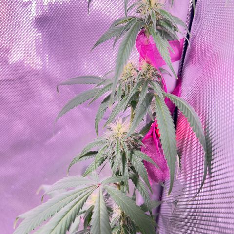 Foto del growlog de Squidwina (Chick Magnet): Plant after giving nitrogen. So far its looking better tho I will monitor over the next week. 