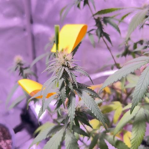 Foto del growlog de Squidwina (Chick Magnet): Plant after giving nitrogen. So far its looking better tho I will monitor over the next week. 