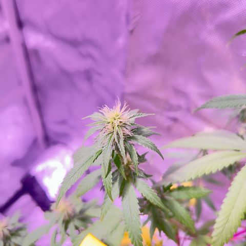 Foto del growlog de Squidwina (Chick Magnet): Plant after giving nitrogen. So far its looking better tho I will monitor over the next week. 