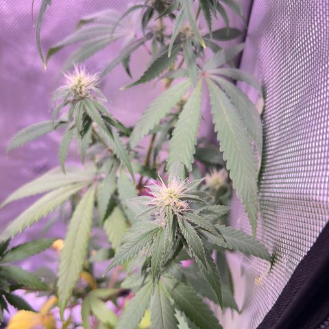 Foto del growlog de Squidwina (Chick Magnet): Plant after giving nitrogen. So far its looking better tho I will monitor over the next week. 