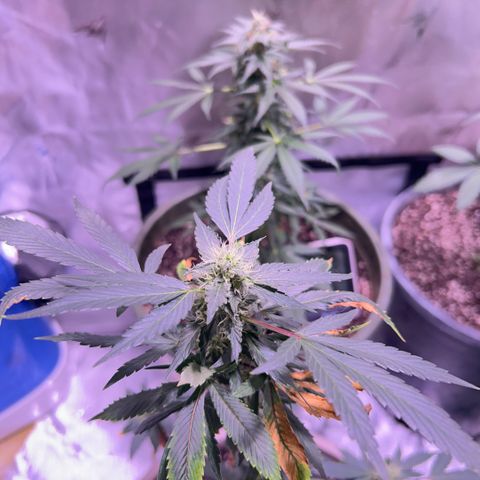 Bubby  growlog photo: She seems to be doing good! I thibk she likes the soil so !! 