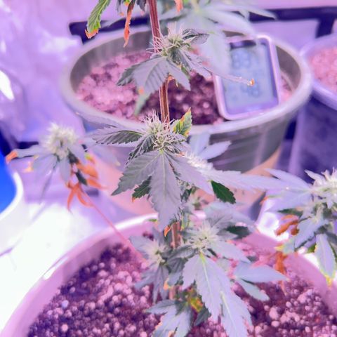 Bubby  growlog photo: She seems to be doing good! I thibk she likes the soil so !! 