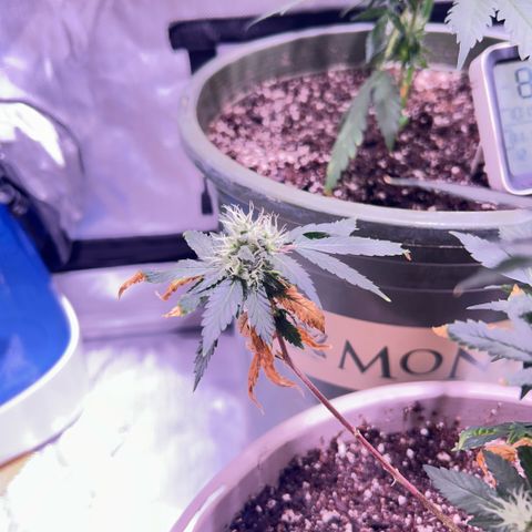 Bubby  growlog photo: She seems to be doing good! I thibk she likes the soil so !! 