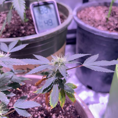 Bubby  growlog photo: She seems to be doing good! I thibk she likes the soil so !! 
