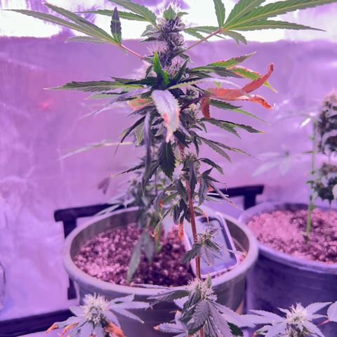 Bubby  growlog photo: She seems to be doing good! I thibk she likes the soil so !! 