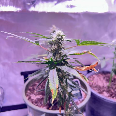 Bubby  growlog photo: She seems to be doing good! I thibk she likes the soil so !! 