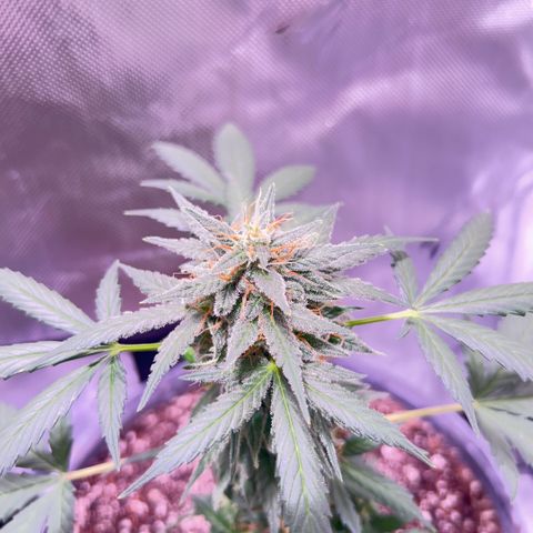 Panini (Sweet Mandarin Blossom) growlog photo: Doing great her buds are  getting really big. I turned the pkt so she can get a even light. 