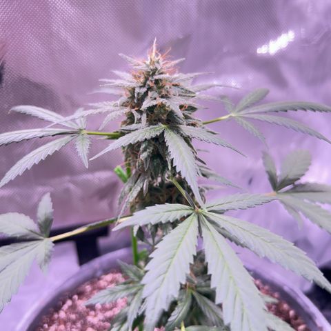 Panini (Sweet Mandarin Blossom) growlog photo: Doing great her buds are  getting really big. I turned the pkt so she can get a even light. 
