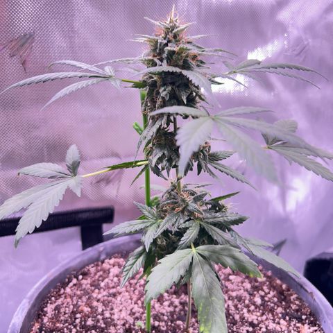 Panini (Sweet Mandarin Blossom) growlog photo: Doing great her buds are  getting really big. I turned the pkt so she can get a even light. 
