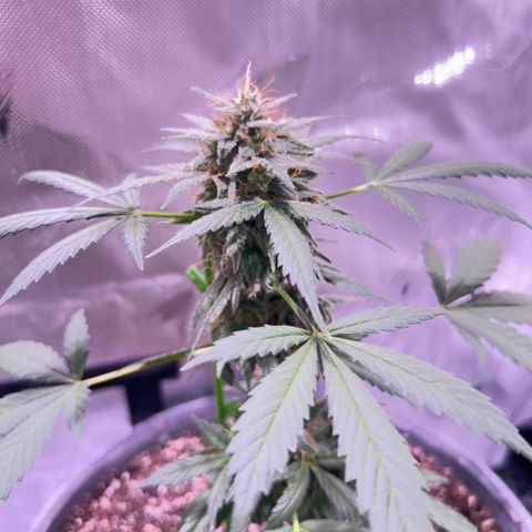Panini (Sweet Mandarin Blossom) growlog photo: Doing great her buds are  getting really big. I turned the pkt so she can get a even light. 