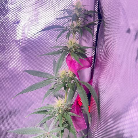 Foto de la cronología del growlog de Squidwina (Chick Magnet)
