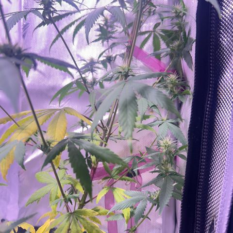 Foto de la cronología del growlog de Squidwina (Chick Magnet)