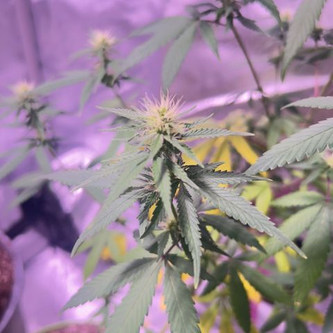 Foto de la cronología del growlog de Squidwina (Chick Magnet)