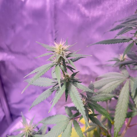 Foto de la cronología del growlog de Squidwina (Chick Magnet)