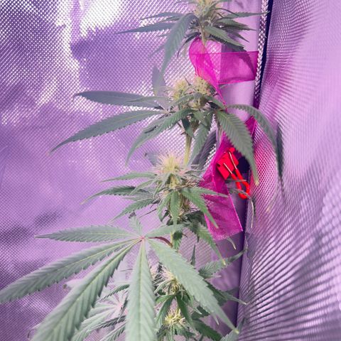 Foto de la cronología del growlog de Squidwina (Chick Magnet)