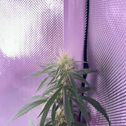 Foto del growlog de Squidwina (Chick Magnet): One day after the supplement of flora nova grow 7 4 10. It seems to be helping though I'm not quite sure yet. 