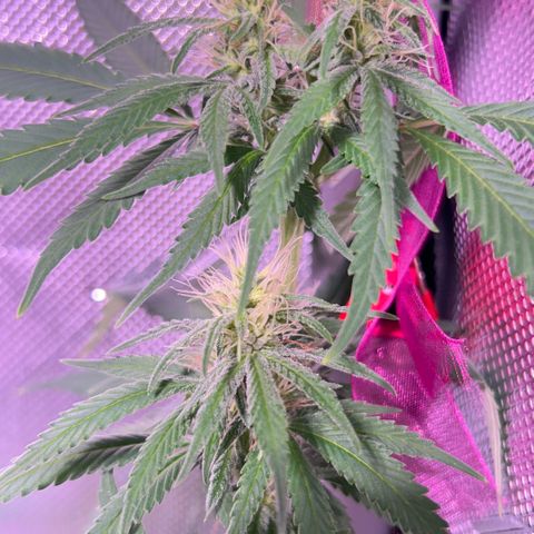 Foto del growlog de Squidwina (Chick Magnet): One day after the supplement of flora nova grow 7 4 10. It seems to be helping though I'm not quite sure yet. 