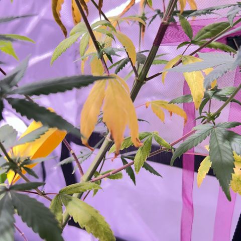 Foto del growlog de Squidwina (Chick Magnet): One day after the supplement of flora nova grow 7 4 10. It seems to be helping though I'm not quite sure yet. 
