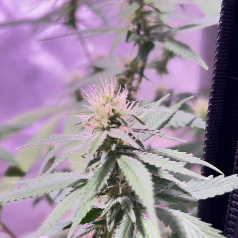 Foto del growlog de Squidwina (Chick Magnet): One day after the supplement of flora nova grow 7 4 10. It seems to be helping though I'm not quite sure yet. 