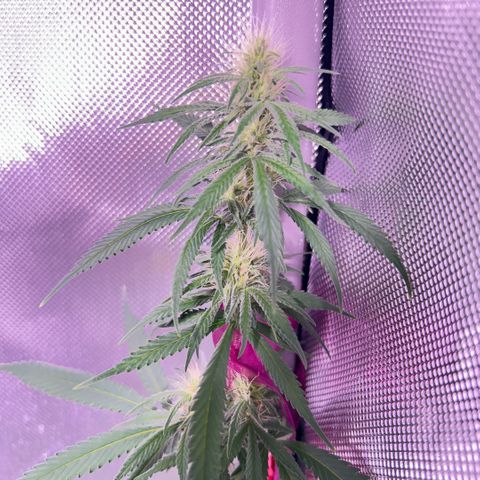Foto del growlog de Squidwina (Chick Magnet): One day after the supplement of flora nova grow 7 4 10. It seems to be helping though I'm not quite sure yet. 