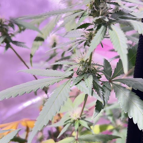 Foto del growlog de Squidwina (Chick Magnet): One day after the supplement of flora nova grow 7 4 10. It seems to be helping though I'm not quite sure yet. 