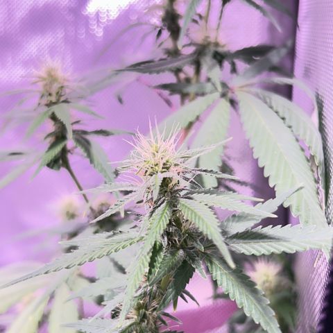 Foto del growlog de Squidwina (Chick Magnet): One day after the supplement of flora nova grow 7 4 10. It seems to be helping though I'm not quite sure yet. 