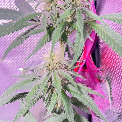 Foto del growlog de Squidwina (Chick Magnet): One day after the supplement of flora nova grow 7 4 10. It seems to be helping though I'm not quite sure yet. 