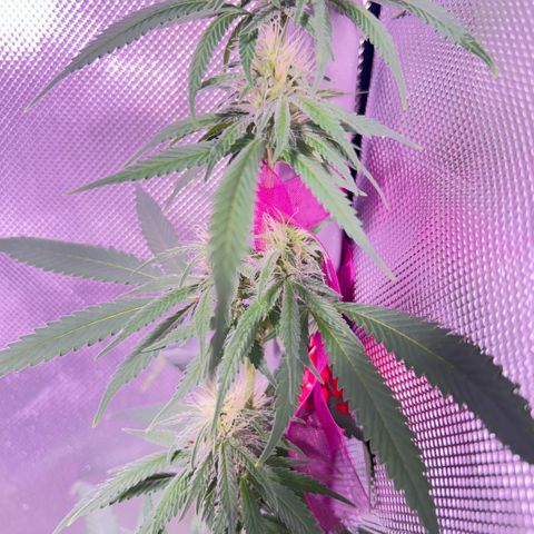 Foto del growlog de Squidwina (Chick Magnet): One day after the supplement of flora nova grow 7 4 10. It seems to be helping though I'm not quite sure yet. 