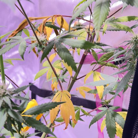 Foto del growlog de Squidwina (Chick Magnet): One day after the supplement of flora nova grow 7 4 10. It seems to be helping though I'm not quite sure yet. 